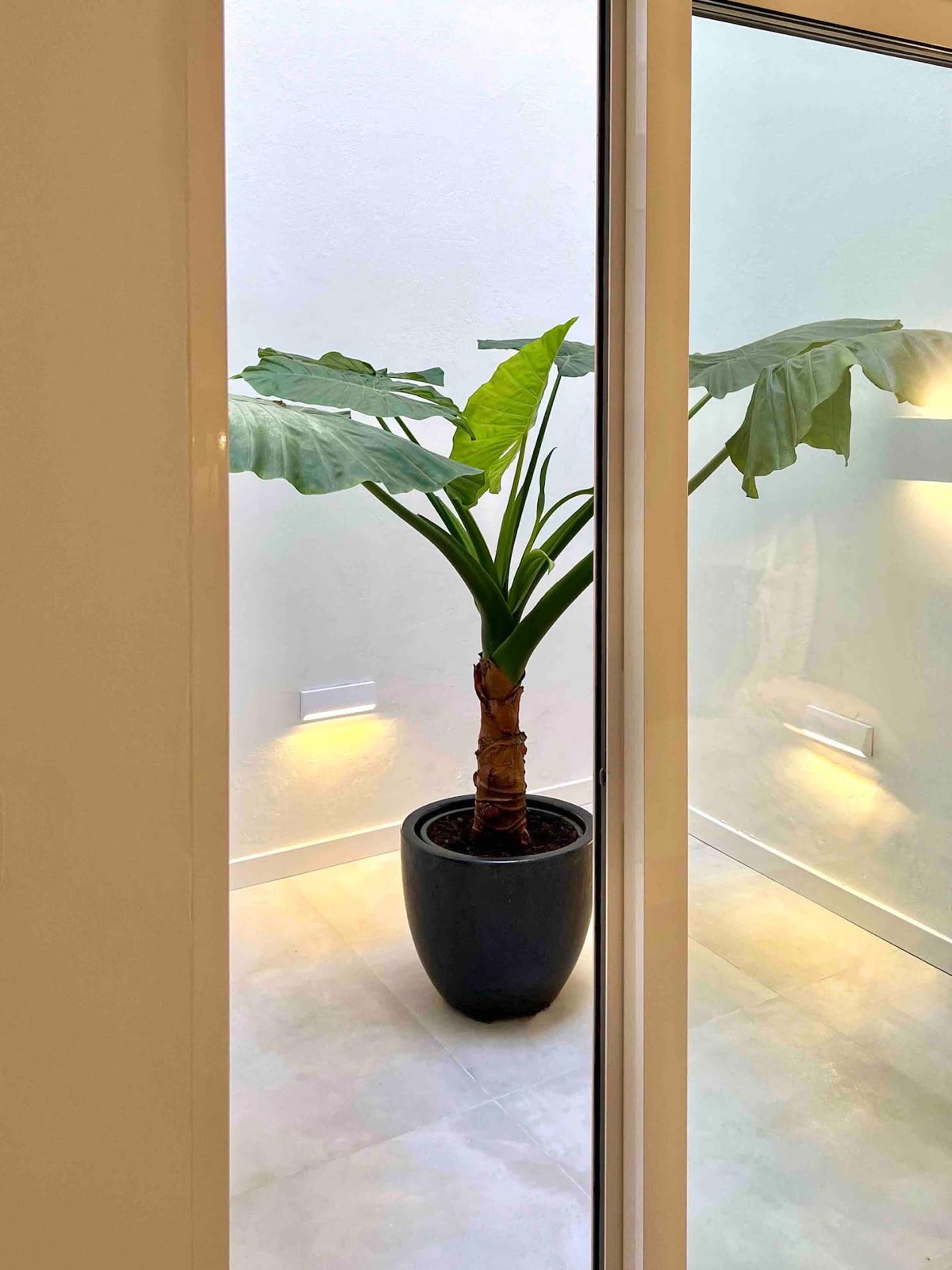 Private interior patio with a potted plant